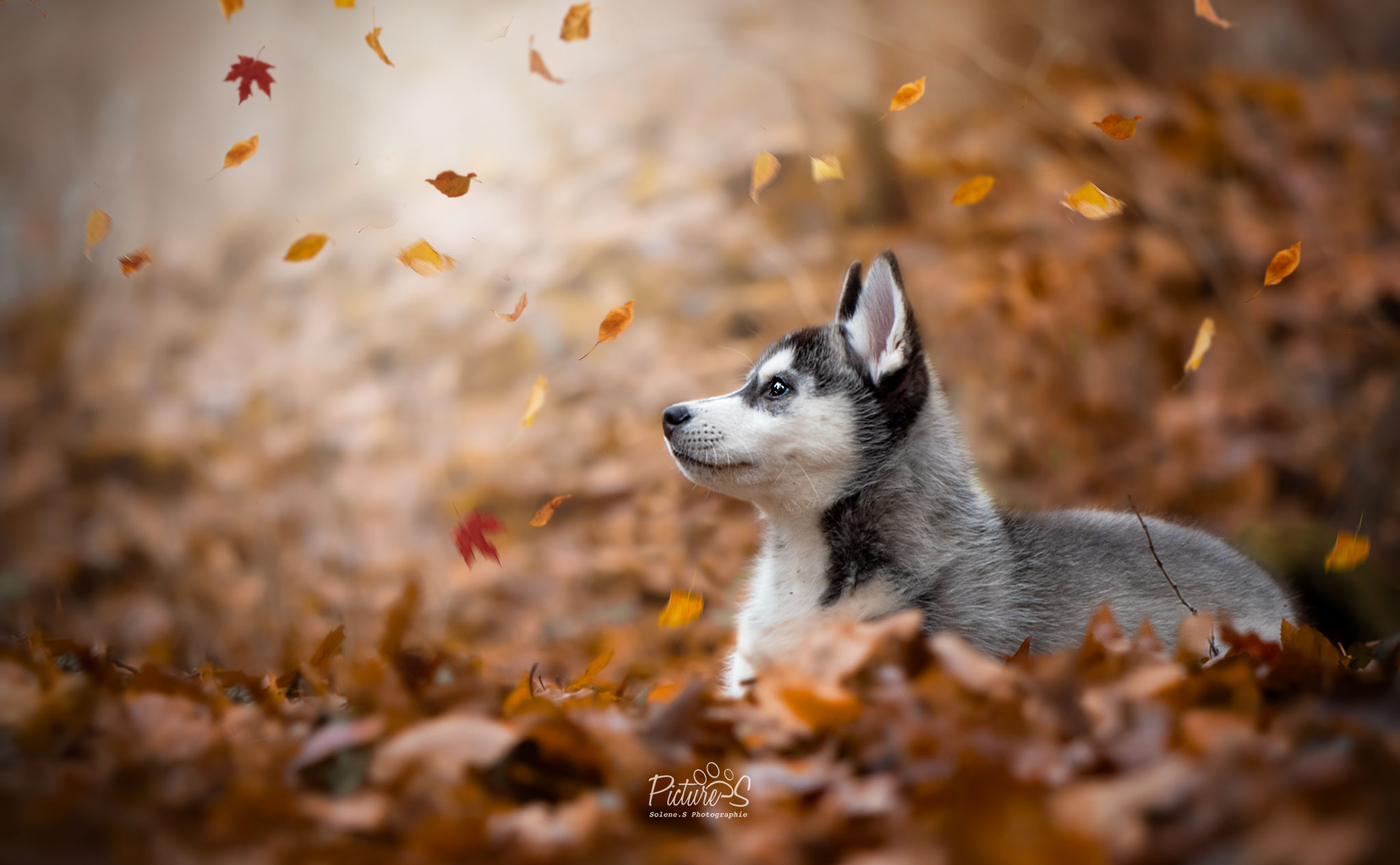 Husky
