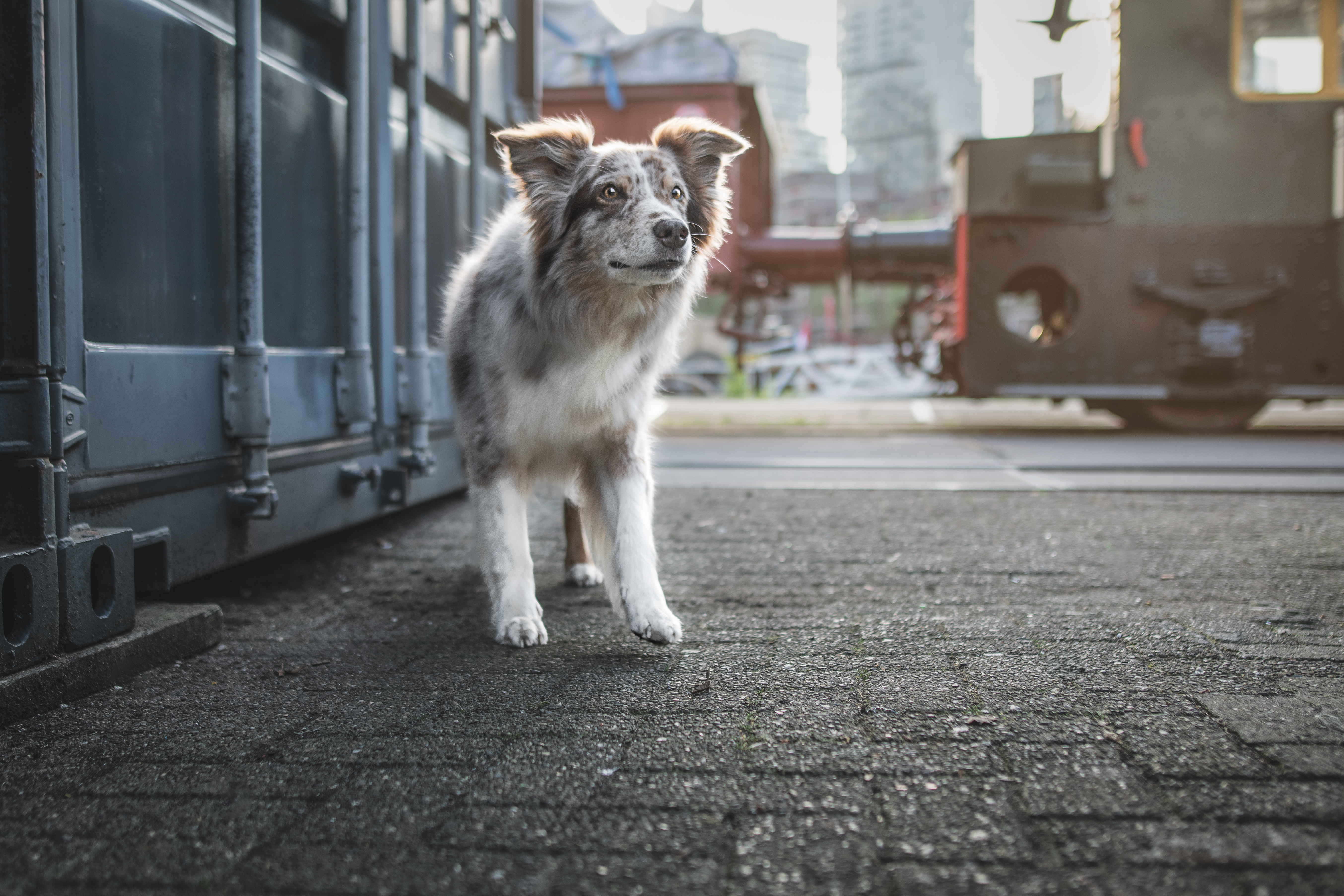 Koda