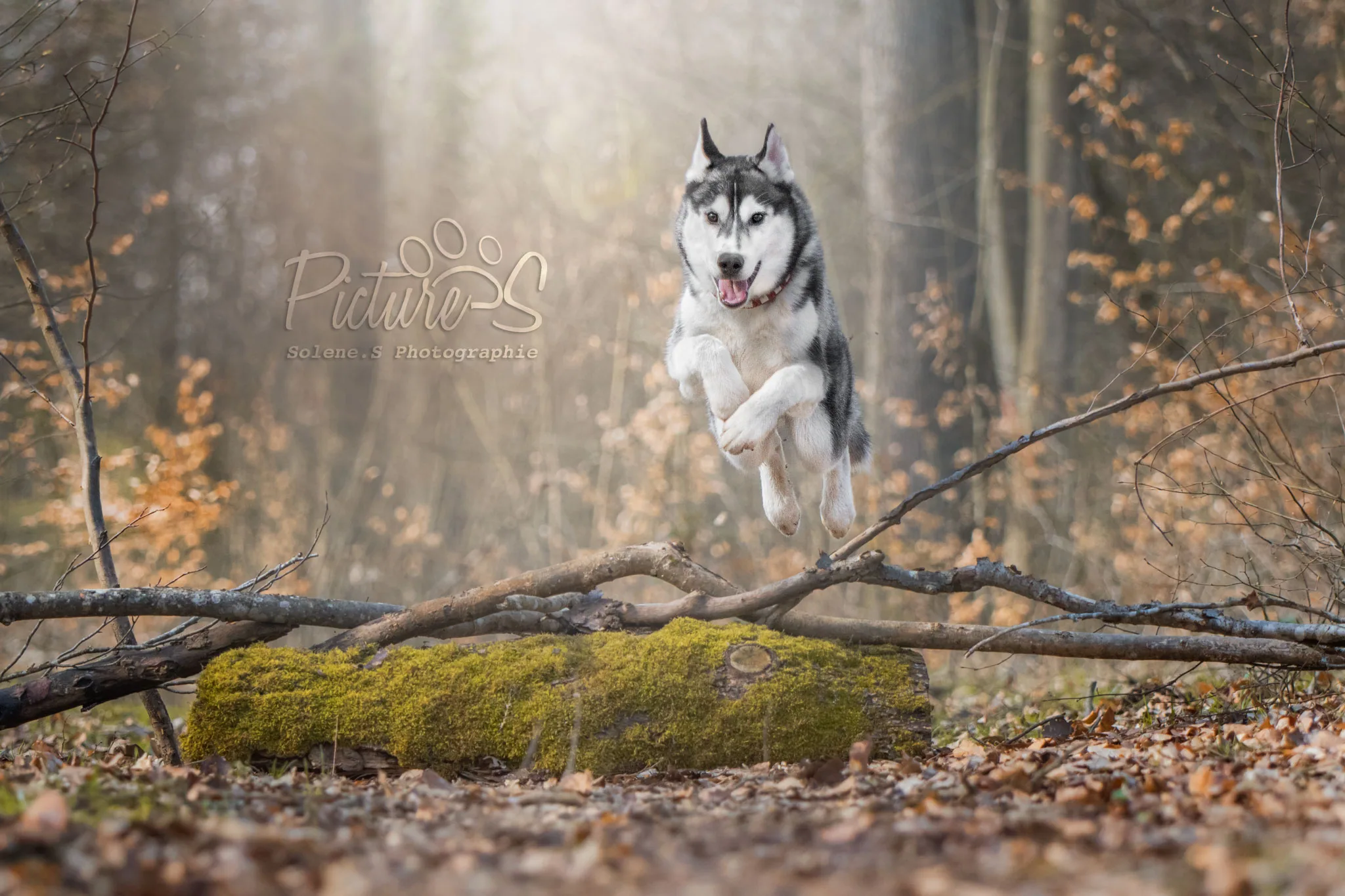 Séance photo chien