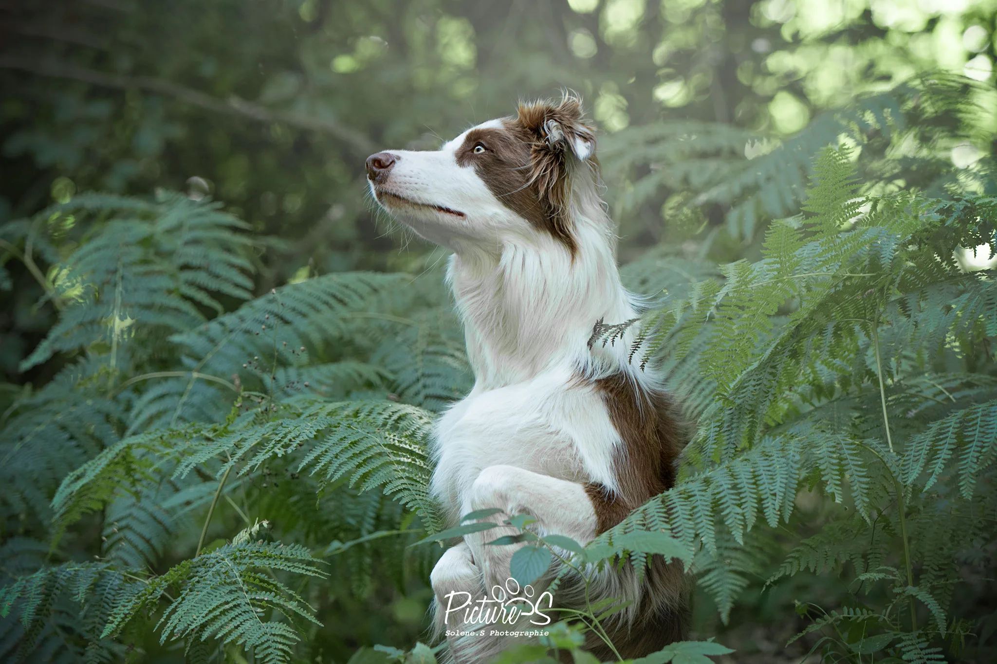 Chien allongé en forêt