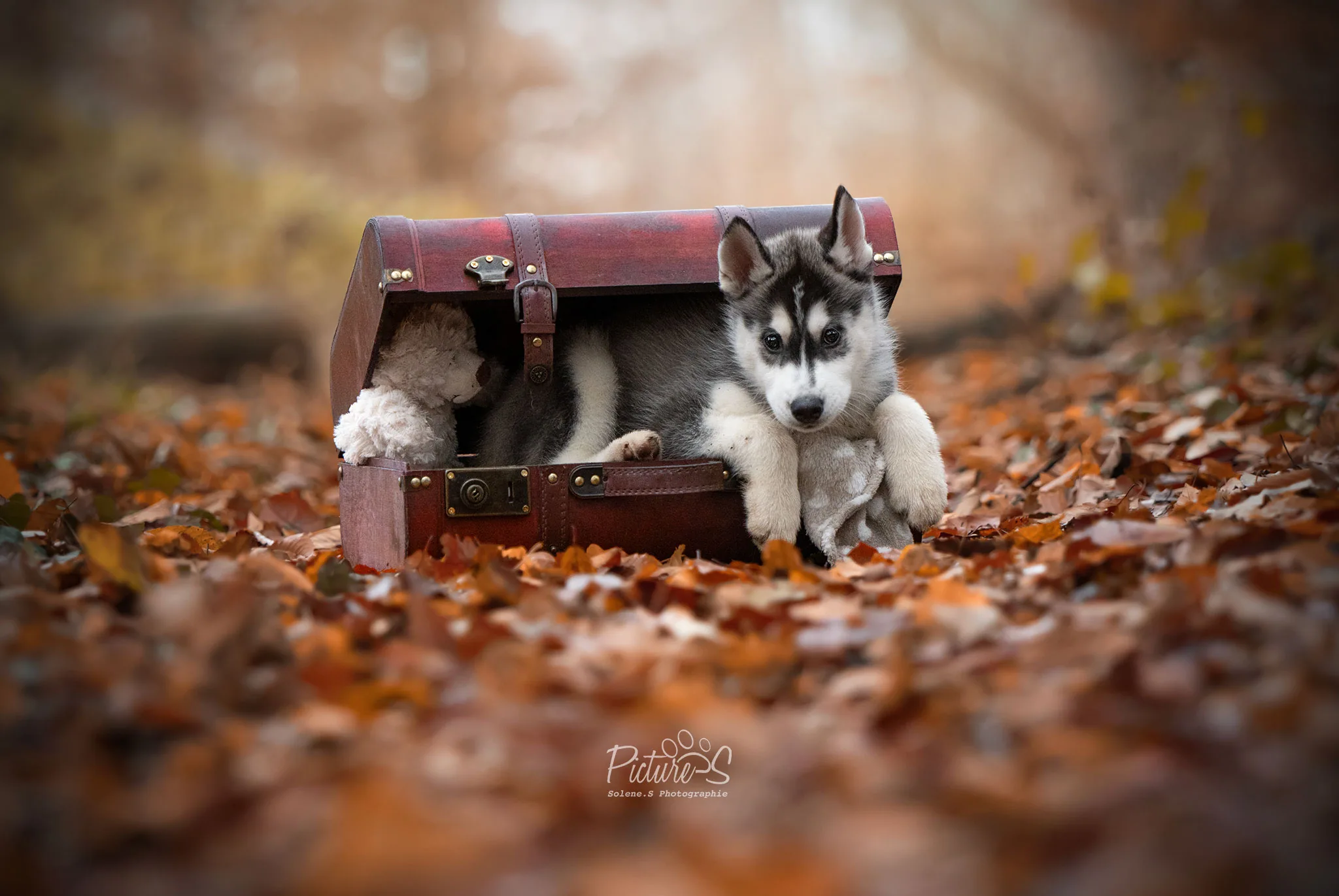 Complicité entre une femme et son chien